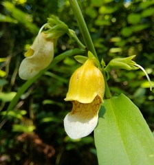 Digitalis laevigata