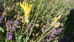 Tragopogon reticulatus