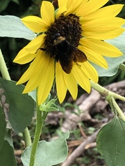 Bombus pensylvanicus