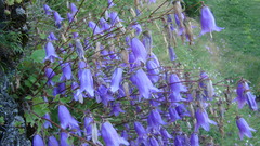 Campanula kolenatiana