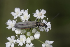Oedemera lurida