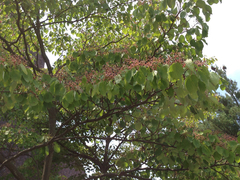 Angiospermae
