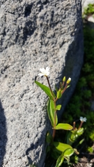 Epilobium lactiflorum