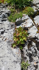 Heuchera glabra