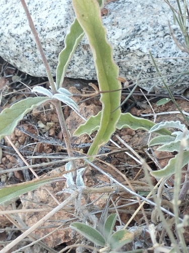 Image of Froelichia xantusii by no rights reserved