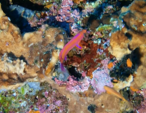 Pseudanthias randalli observed 2024-04-09