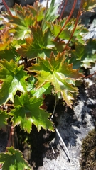 Heuchera glabra