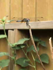 Pachydiplax longipennis