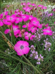 Dianthus pavonius