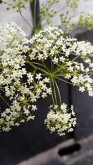 Pimpinella saxifraga