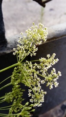 Pimpinella saxifraga