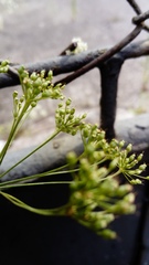 Pimpinella saxifraga