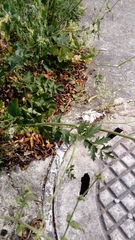 Pimpinella saxifraga