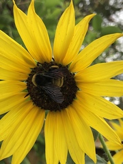 Bombus pensylvanicus