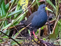 Blackish Rail photo 5