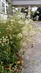 Pimpinella saxifraga