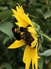 Bombus pensylvanicus