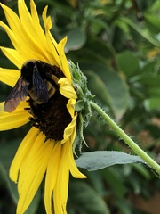 Bombus pensylvanicus