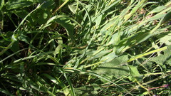 Tragopogon reticulatus