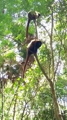 Callicebus personatus