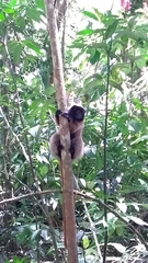 Callicebus personatus