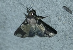 Condica cupentia