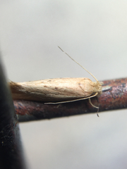Ypsolopha sp-sw