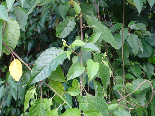 Image of Chamissoa altissima by (c) Alexis López Hernández, some rights reserved (CC BY)