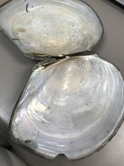 Utterbackiana suborbiculata