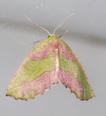 Drepanogynis olivescens