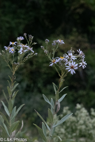gray aster (Eurybia glauca)