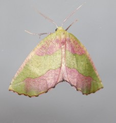 Drepanogynis olivescens