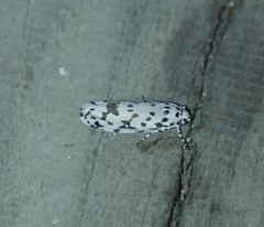 Ethmia notatella