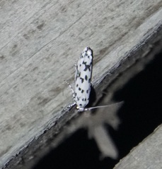 Ethmia notatella