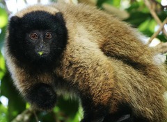 Callicebus personatus