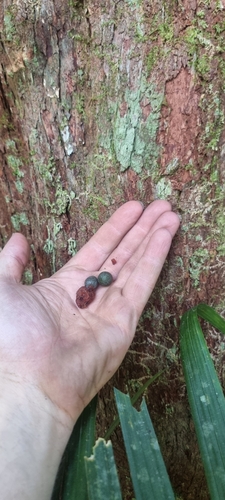 Northern brown pine (Podocarpus grayae)