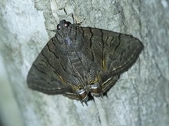 Eulepidotis merricki