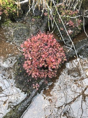 Drosera uniflora