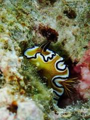 Doriprismatica sibogae