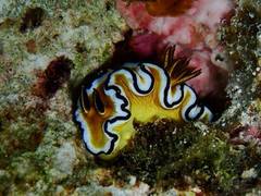 Doriprismatica sibogae