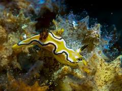 Doriprismatica sibogae