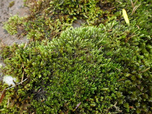 Ochiobryum blandum, 2024-10-11