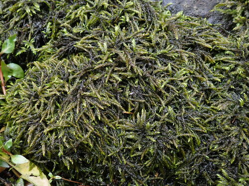 Hypnodendron marginatum observed 2024-10-11