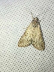 Melipotis acontioides