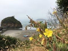 Oenothera wolfii