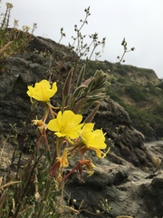 Oenothera wolfii