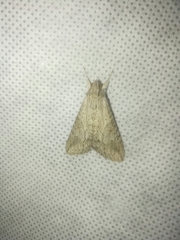 Melipotis acontioides