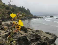 Oenothera wolfii