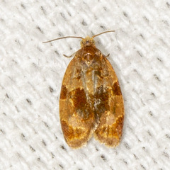 Clepsis listerana