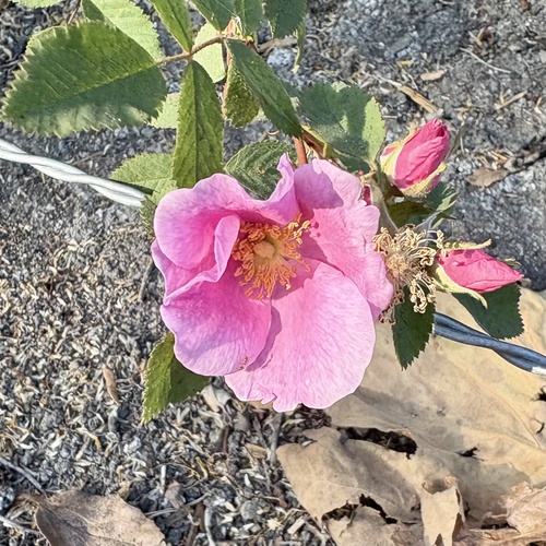 iNaturalist observation photo of California Wild Rose